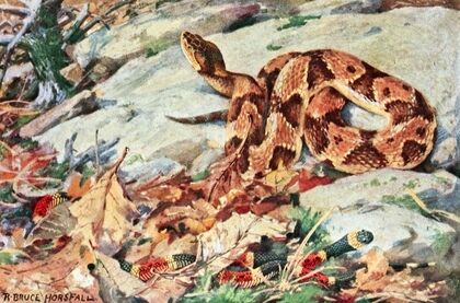 Copperhead And Coral Snake