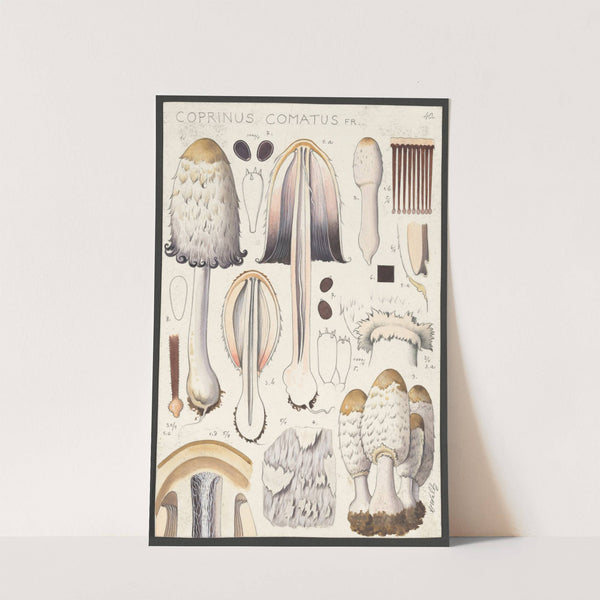 Coprinus comatus Fr. (1915-1945) by Hans Walty
