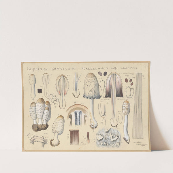 Coprinus comatus Fr., porcellanus Schff. (1915-1945) by Hans Walty