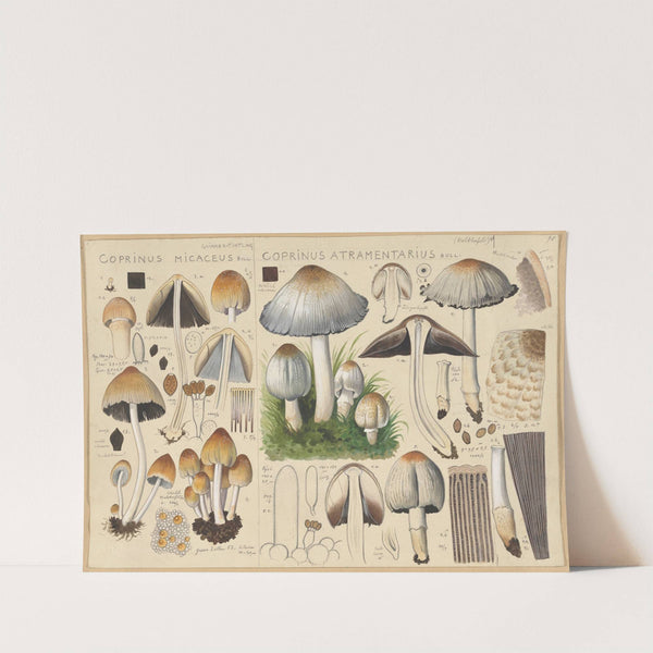 Coprinus micaceus, Coprinus atramentarius (1915-1945) by Hans Walty