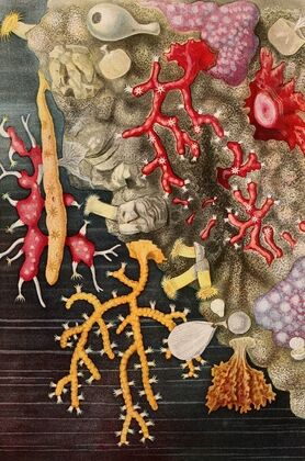 Corail