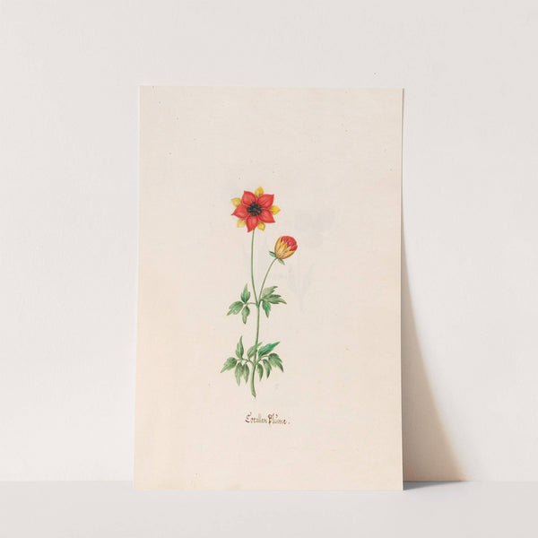 Corallen Blüme (1692) by Magdelena Rosina Funck