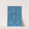 Corallina elongata (1843-1853) by Anna Atkins