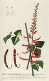 Corallodendron II