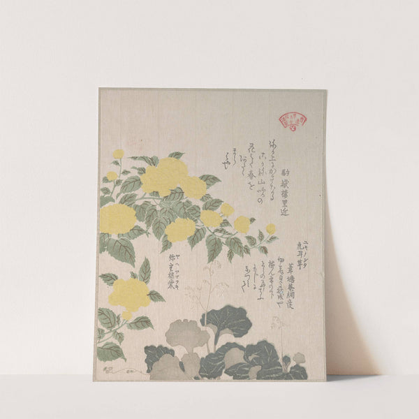 Corchorus (or Yellow Rose) and Creeping Saxifrage by Kubo Shunman