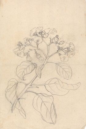 Cordia Abyssinica
