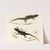 Cordylus Fasciatus, Cordylus Capdensis by Sir Andrew Smith