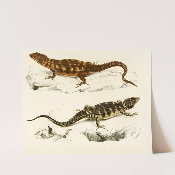 Cordylus Microlepidotus by Sir Andrew Smith