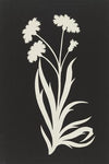Cornflower