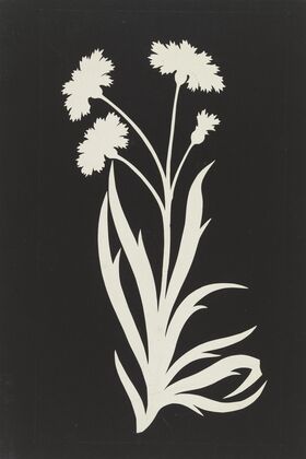 Cornflower