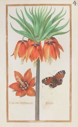 Corona imperialis maior (1624)