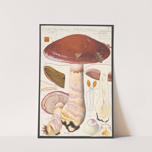 Cortinarius praestans (Cordier) Saccardo (1915-1945) by Hans Walty