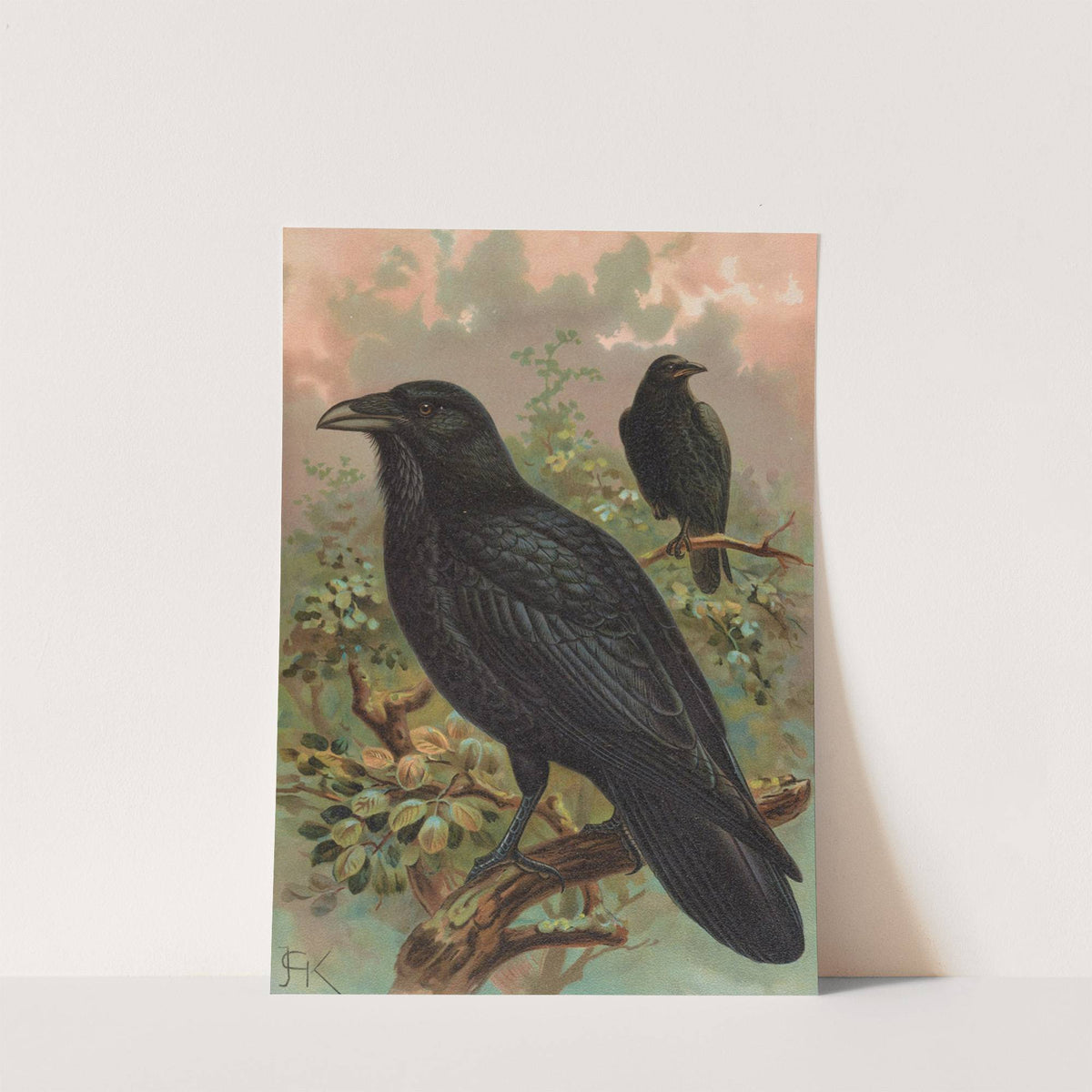 Corvus corax by Johann Friedrich Naumann