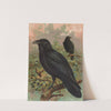 Corvus corax by Johann Friedrich Naumann