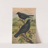 Corvus frugilegus by Johann Friedrich Naumann