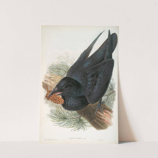 Corvux corax. Raven. (1862-1873) by John Gould
