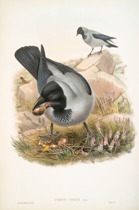 Corvux cornix. Hooded Crow. (1862-1873)