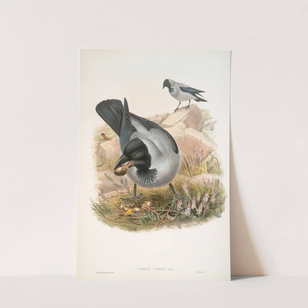 Corvux cornix. Hooded Crow. (1862-1873) by John Gould
