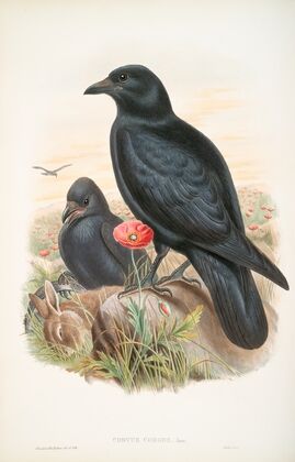 Corvux corone. Carrion-Crow. (1862-1873)