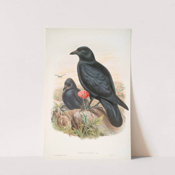 Corvux corone. Carrion-Crow. (1862-1873) by John Gould