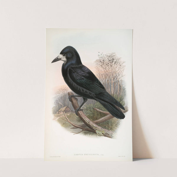 Corvux frugilegus. Rook. (1862-1873) by John Gould