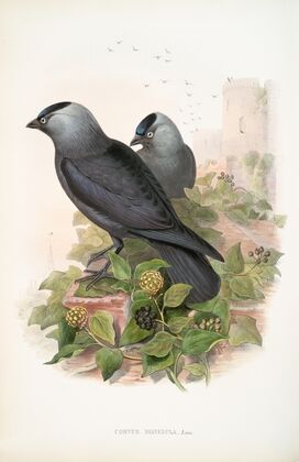 Corvux monedula. Jackdaw. (1862-1873)