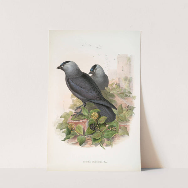 Corvux monedula. Jackdaw. (1862-1873) by John Gould