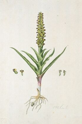 Corycium orobanchoides (L.f.) Swartz