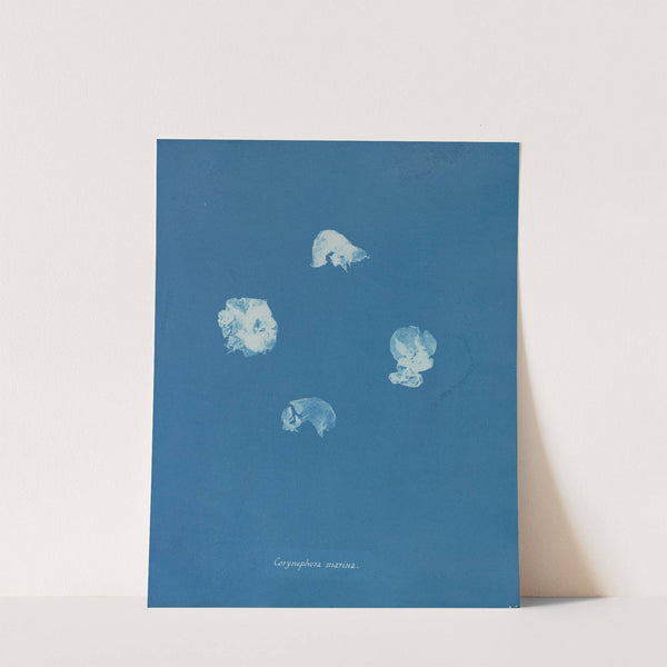Corynephora marina (1843-1853) by Anna Atkins