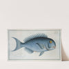 Coryphaena coerulea, The Bleu-Fish (1785-1797) by Marcus Elieser Bloch