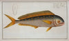 Coryphaena Hippurus, The Dolfin