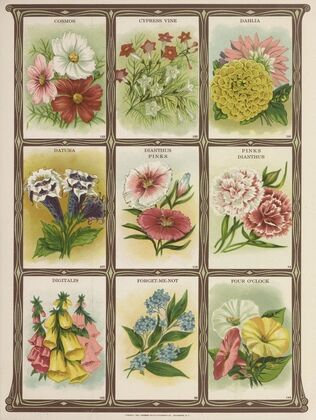 Cosmos, Cypress Vine, Dahlia, Datura…. (1921)
