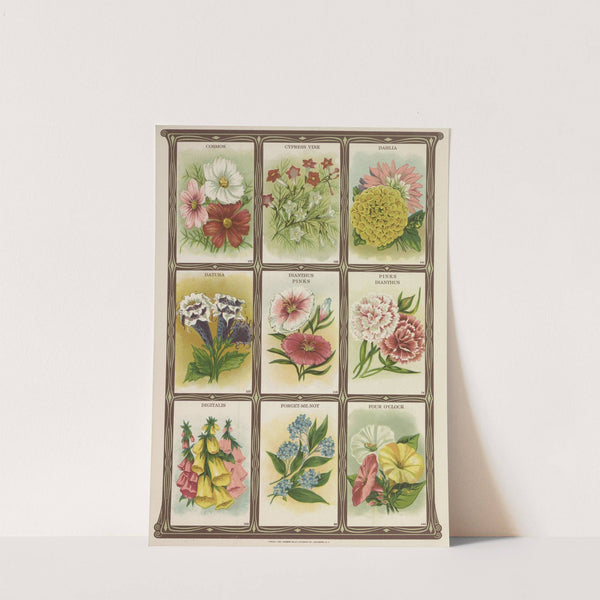 Cosmos, Cypress Vine, Dahlia, Datura…. (1921) by Genesee Valley Lithograph Co.