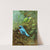 Costa Rican tanager and lovely cotinga (1929-1932) by Allan Brooks