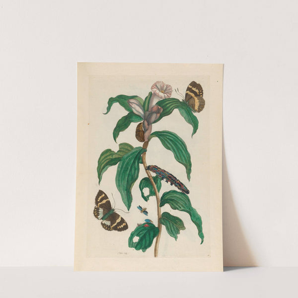 Costus arabicus (1719) by Maria Sibylla Merian