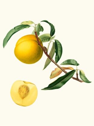 Cotogna Durana massima o, Giallona di Verona. [Persica Julodermis cotonea ; Giallona of Verona ; Peaches]