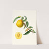 Cotogna Durana massima o, Giallona di Verona. [Persica Julodermis cotonea ; Giallona of Verona ; Peaches] by Giorgio Gallesio