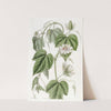 Cotton-leaved Passionflower by Sydenham Edwards