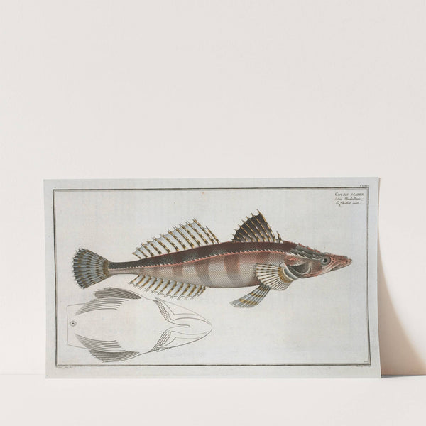 Cottus scaber (1785-1797) by Marcus Elieser Bloch