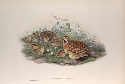 Coturnix communis. Common Quail. (1862-1873)