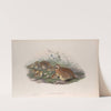 Coturnix communis. Common Quail. (1862-1873) by John Gould