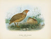 Coturnix novae zealandiae (Male and Female)