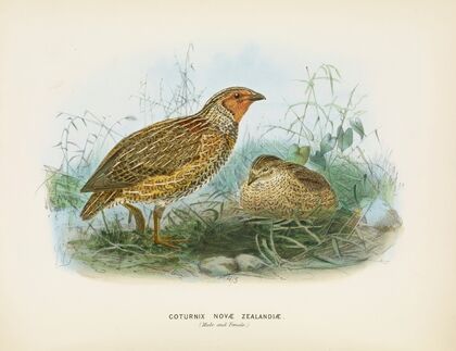 Coturnix novae zealandiae (Male and Female)