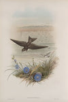 Cotyle riparia. Sand-Martin. (1862-1873)