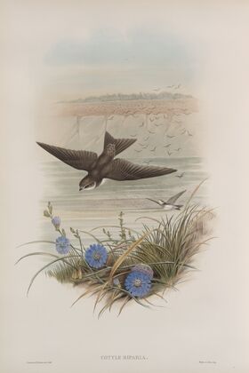Cotyle riparia. Sand-Martin. (1862-1873)