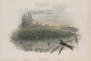 Cotyle riparia. Sand-Martin, young. (1862-1873)