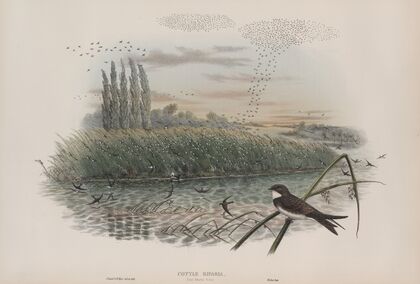 Cotyle riparia. Sand-Martin, young. (1862-1873)