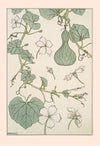 Courge