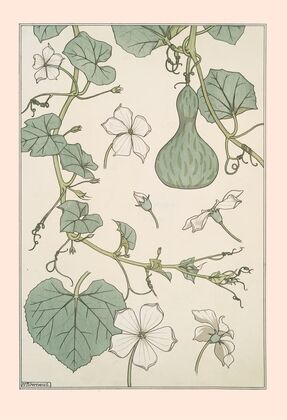 Courge