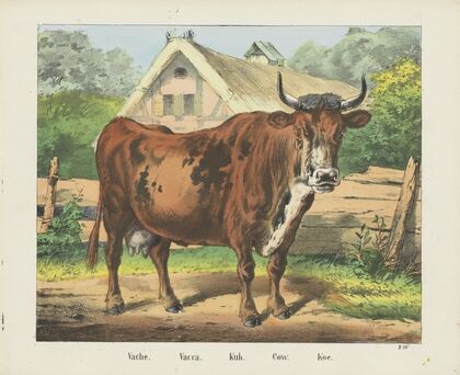 Cow (1829-1880)